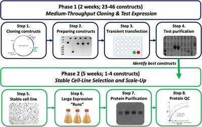 FAS2FURIOUS: Moderate-Throughput Secreted Expression of Difficult Recombinant Proteins in Drosophila S2 Cells